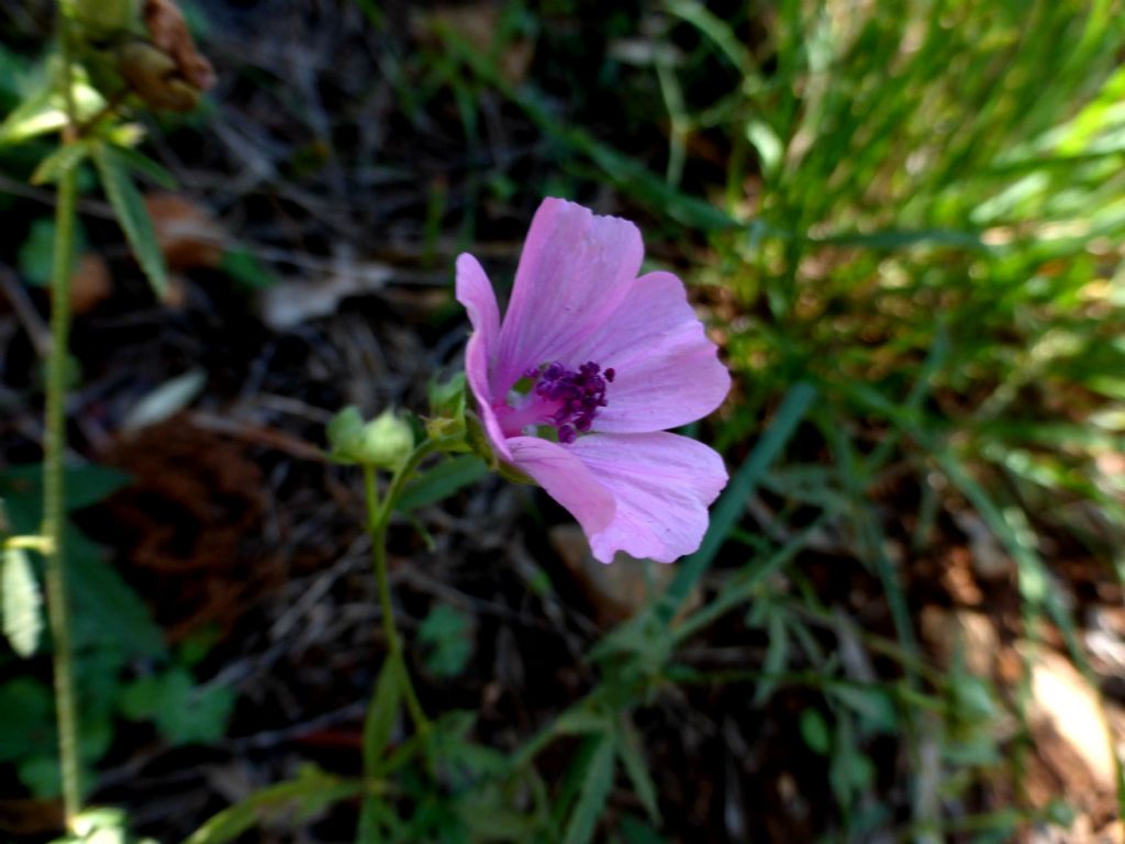 Althaea cannabina